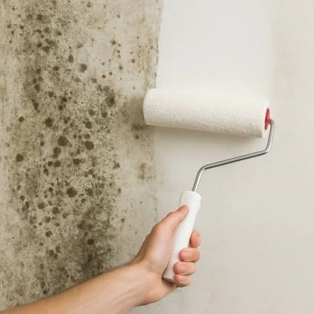 Hand holding a paint roller applying white anti-mold primer paint over a moldy interior wall.